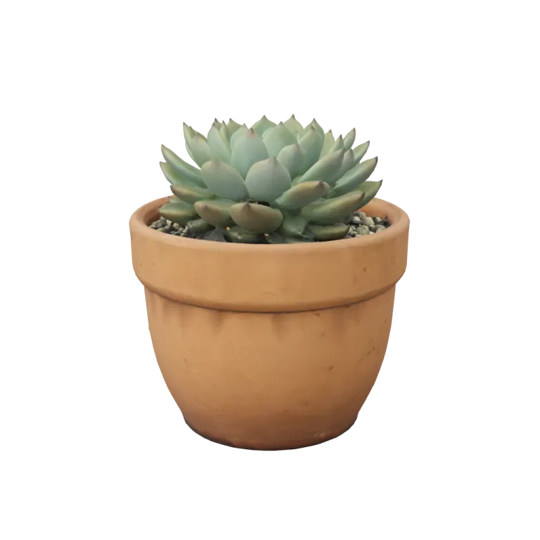 Succulent pot